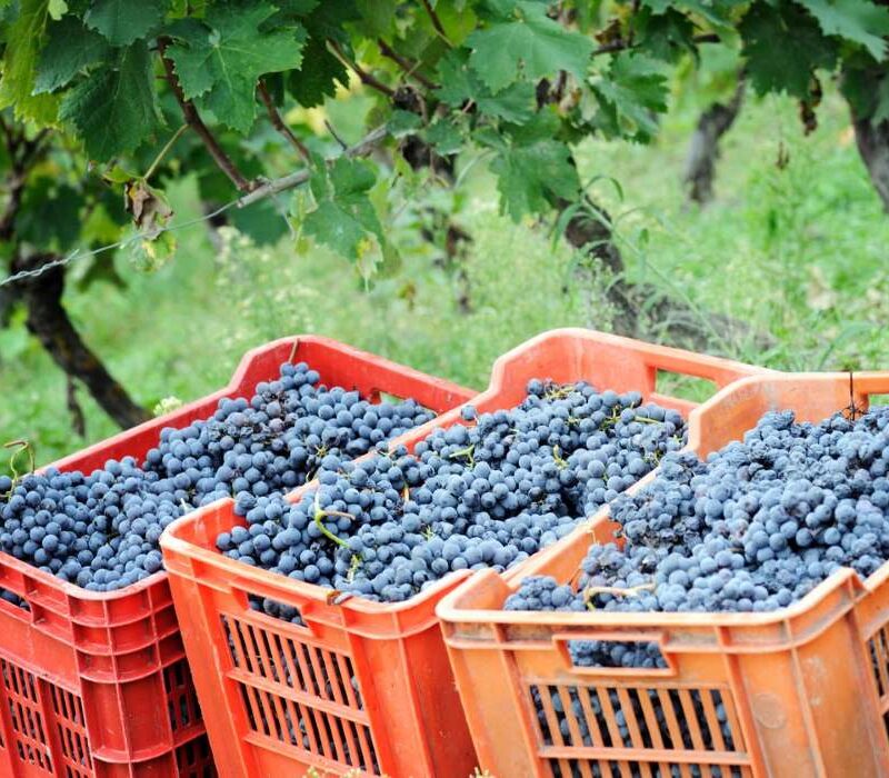Vineyard